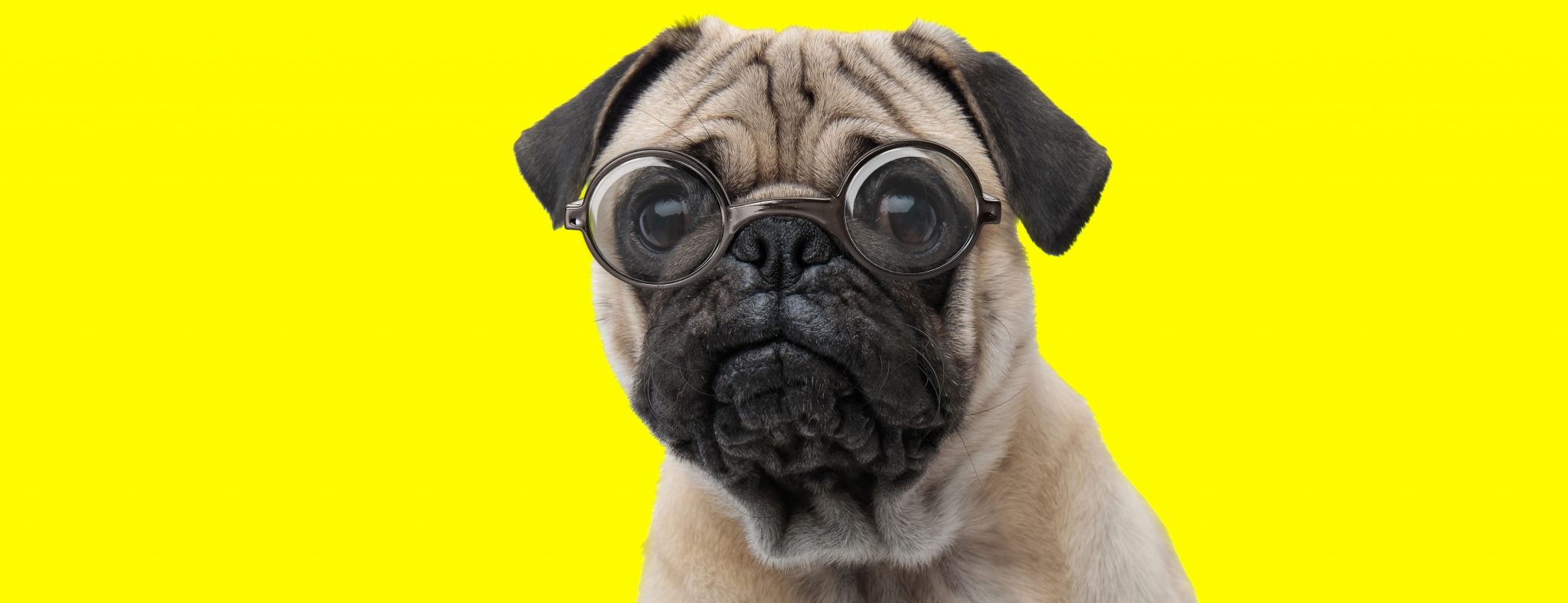 Are Pugs Smart Or Just Extra Special Kooky Pugs