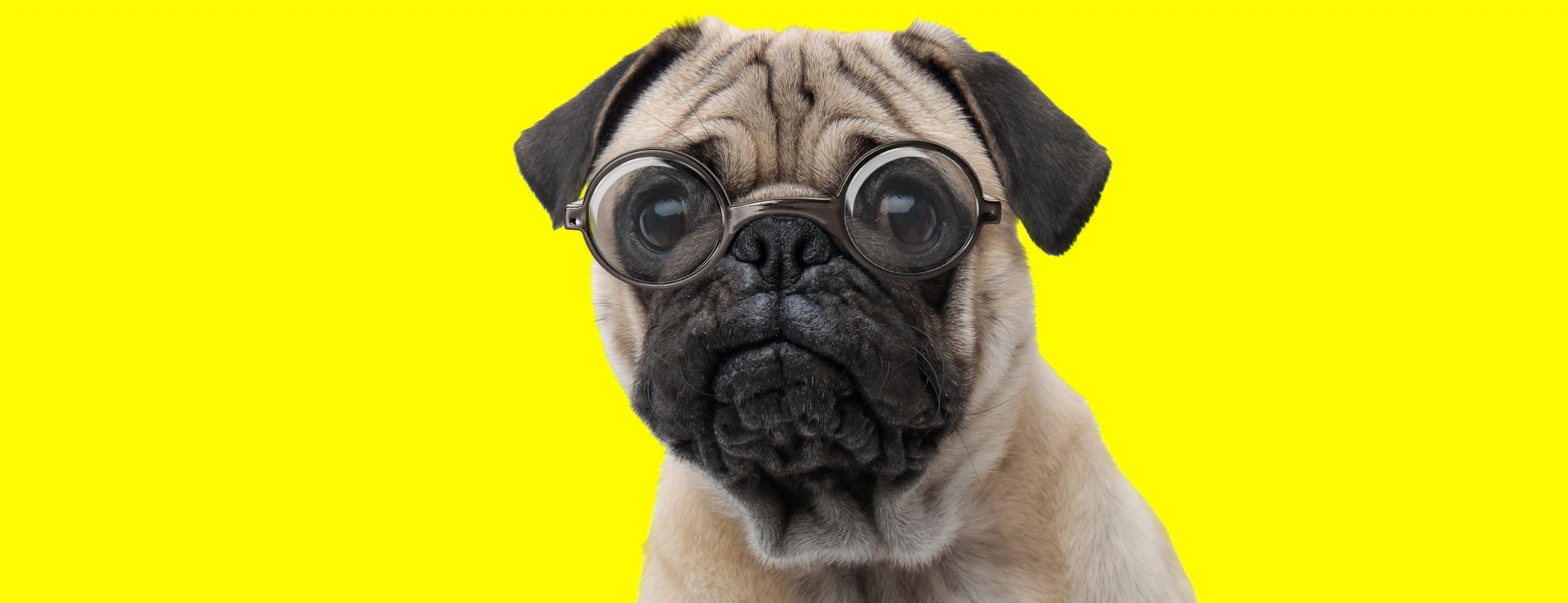 are pugs smart dogs