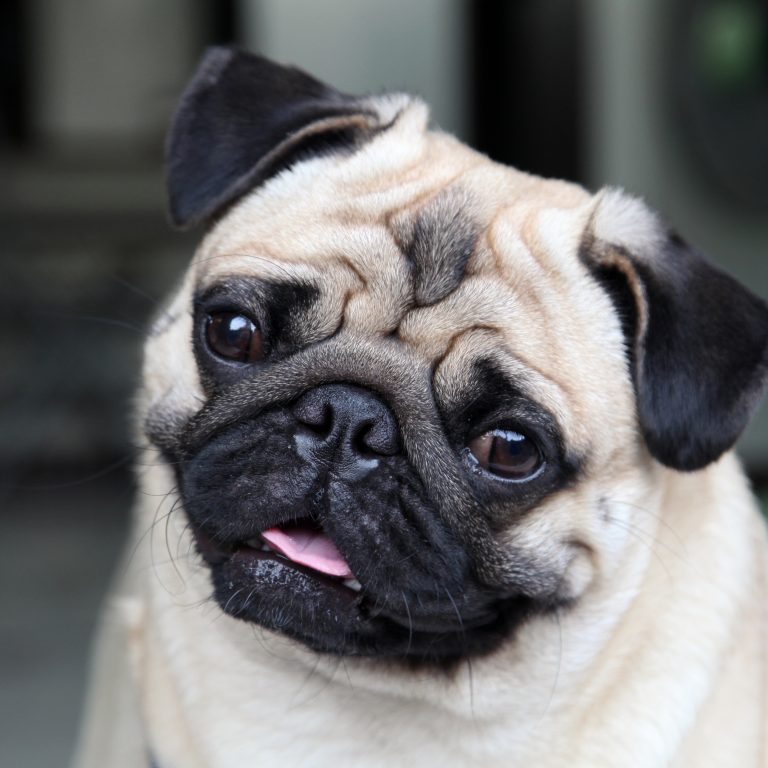 What Is The Price Of A Pug? Are These Adorable Dogs Worth It? | Kooky Pugs