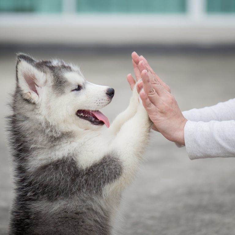 Husky Pug Mix: An Overview Of The Popular Hug Dog | Kooky Pugs