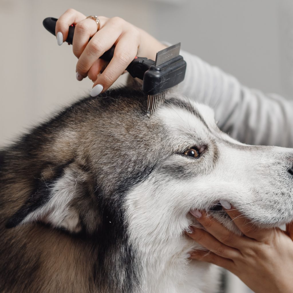 Husky Grooming