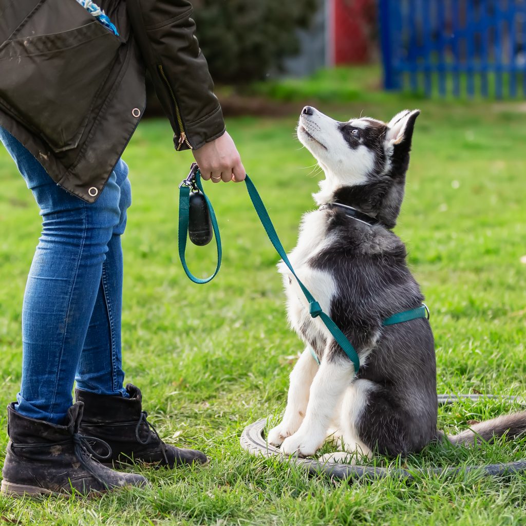 Husky Training