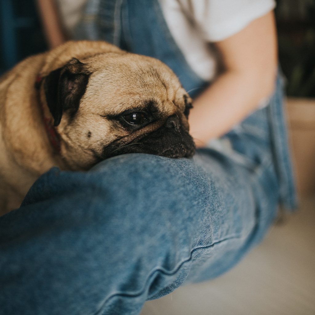 Pug on Jeans