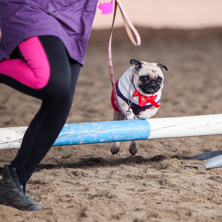 Jump Pug