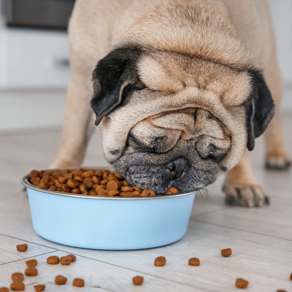 Kibbles on floor