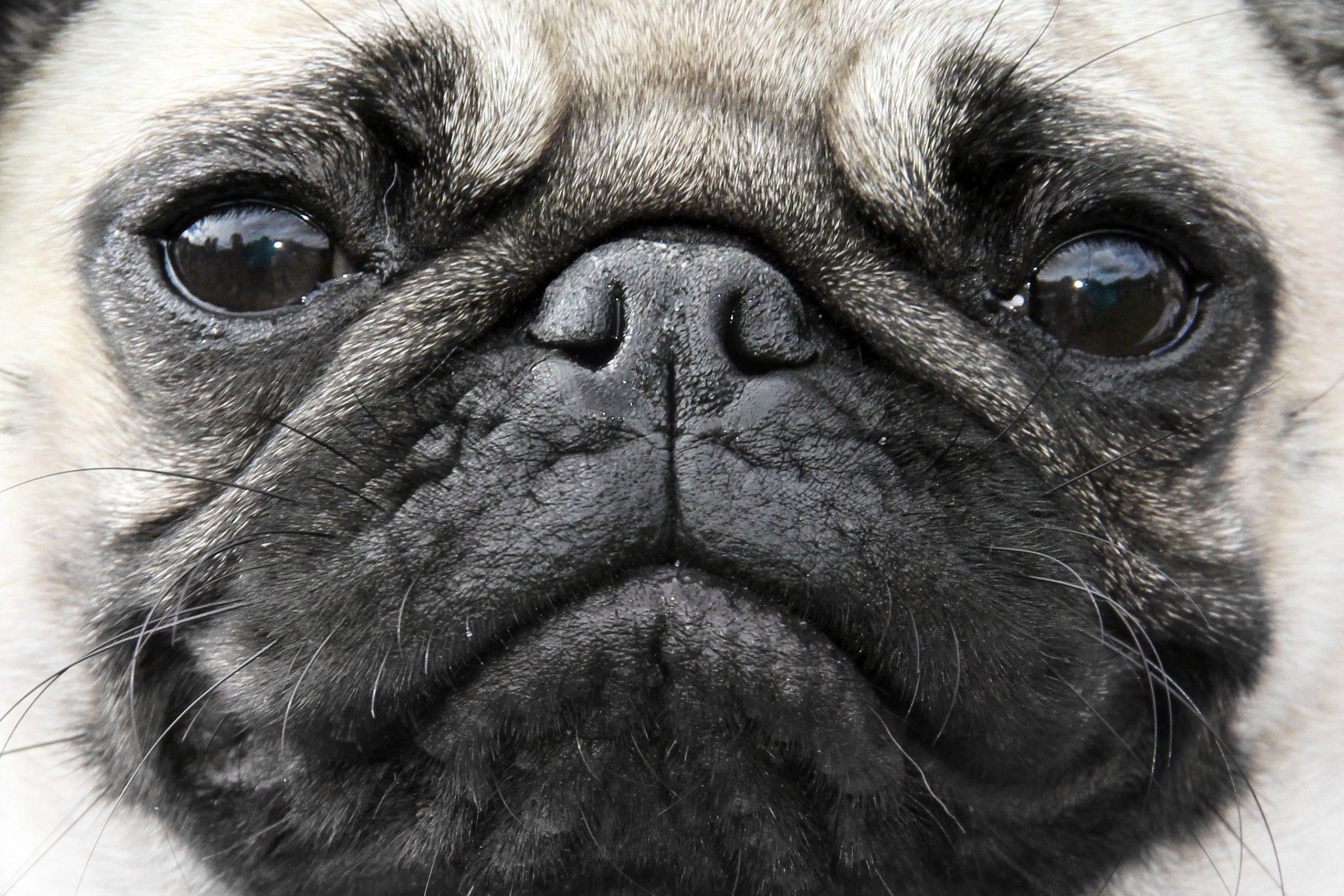 Pug Face