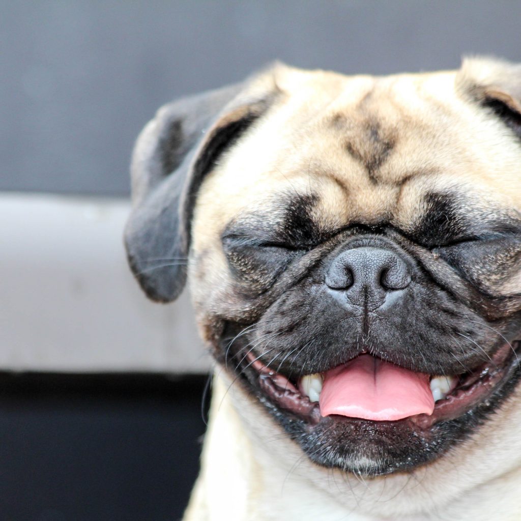 Pug Personality Can You Handle That Much Love Kooky Pugs
