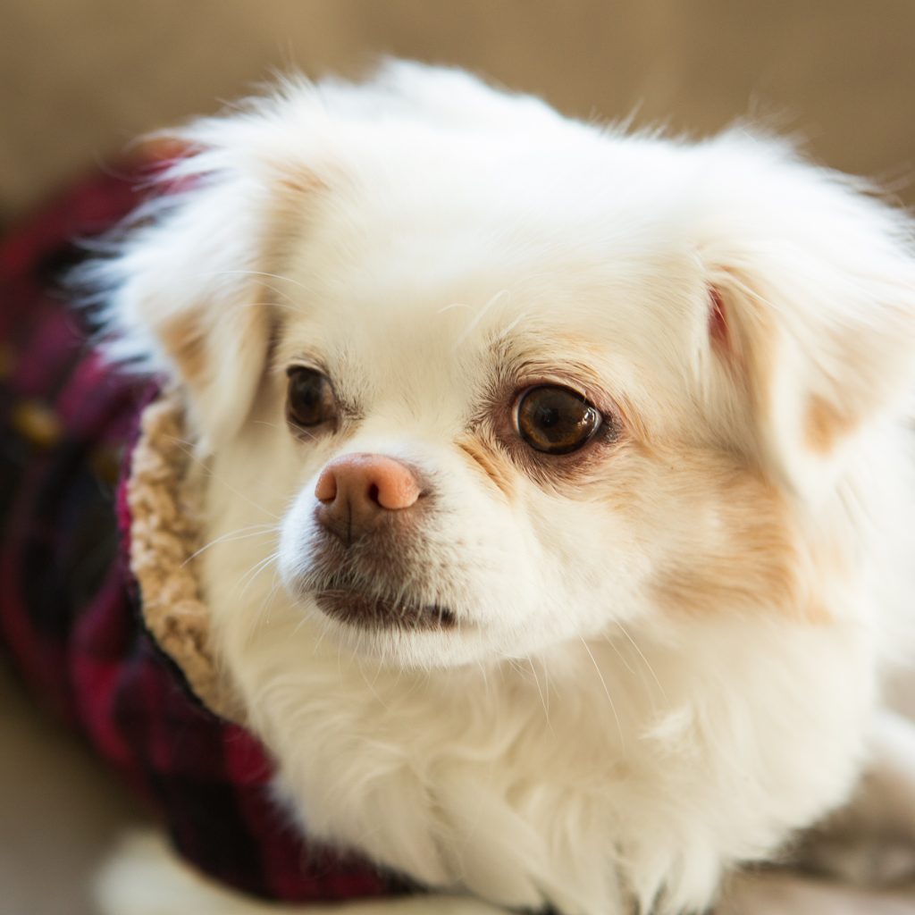 Long haired Chug