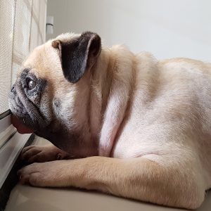 Pug Looking Out Window