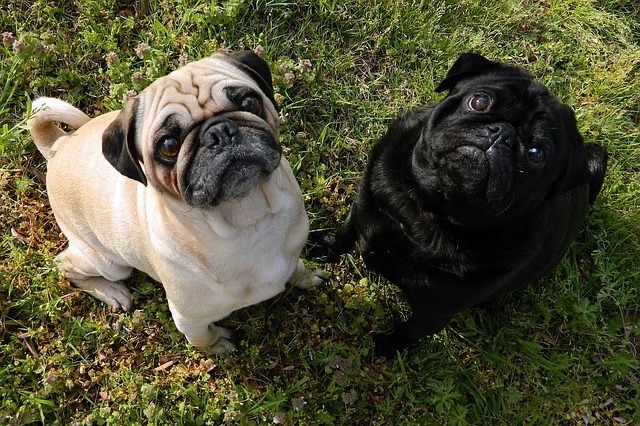 Looking Up Pugs