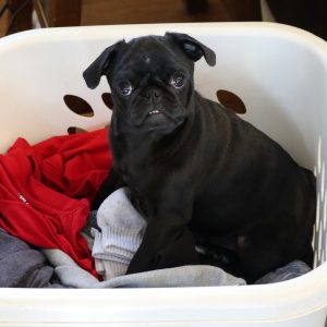 Lulu in Laundry 1920