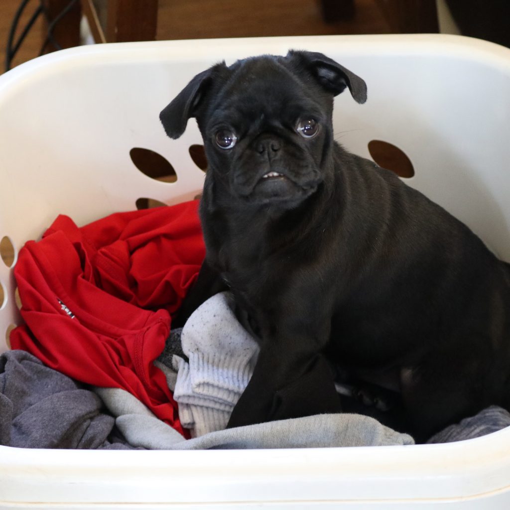 Lulu in Laundry Basket