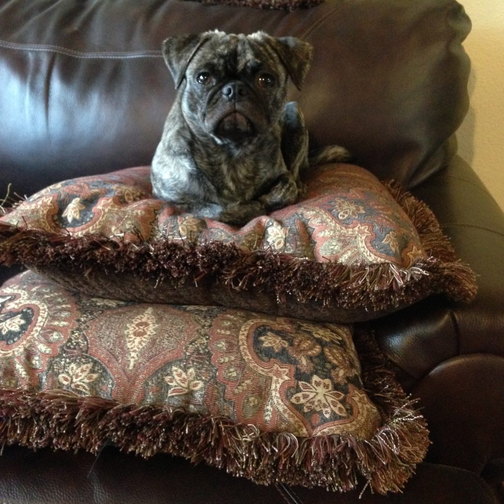 Pug on Pillow