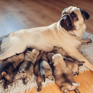 Mom with Pups