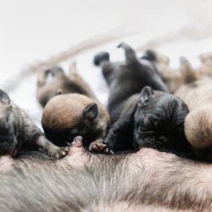 Newborn Pugs Nursing