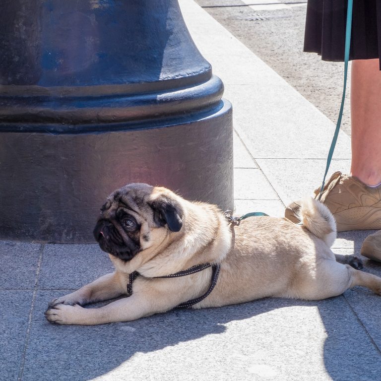 Old Pug Lying Down