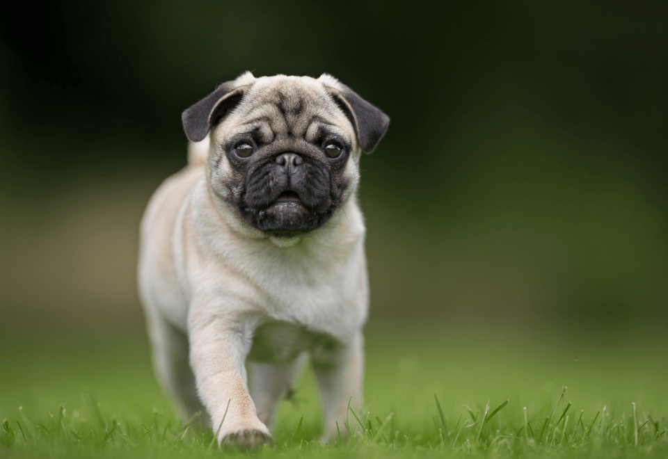 how much are pug puppies worth