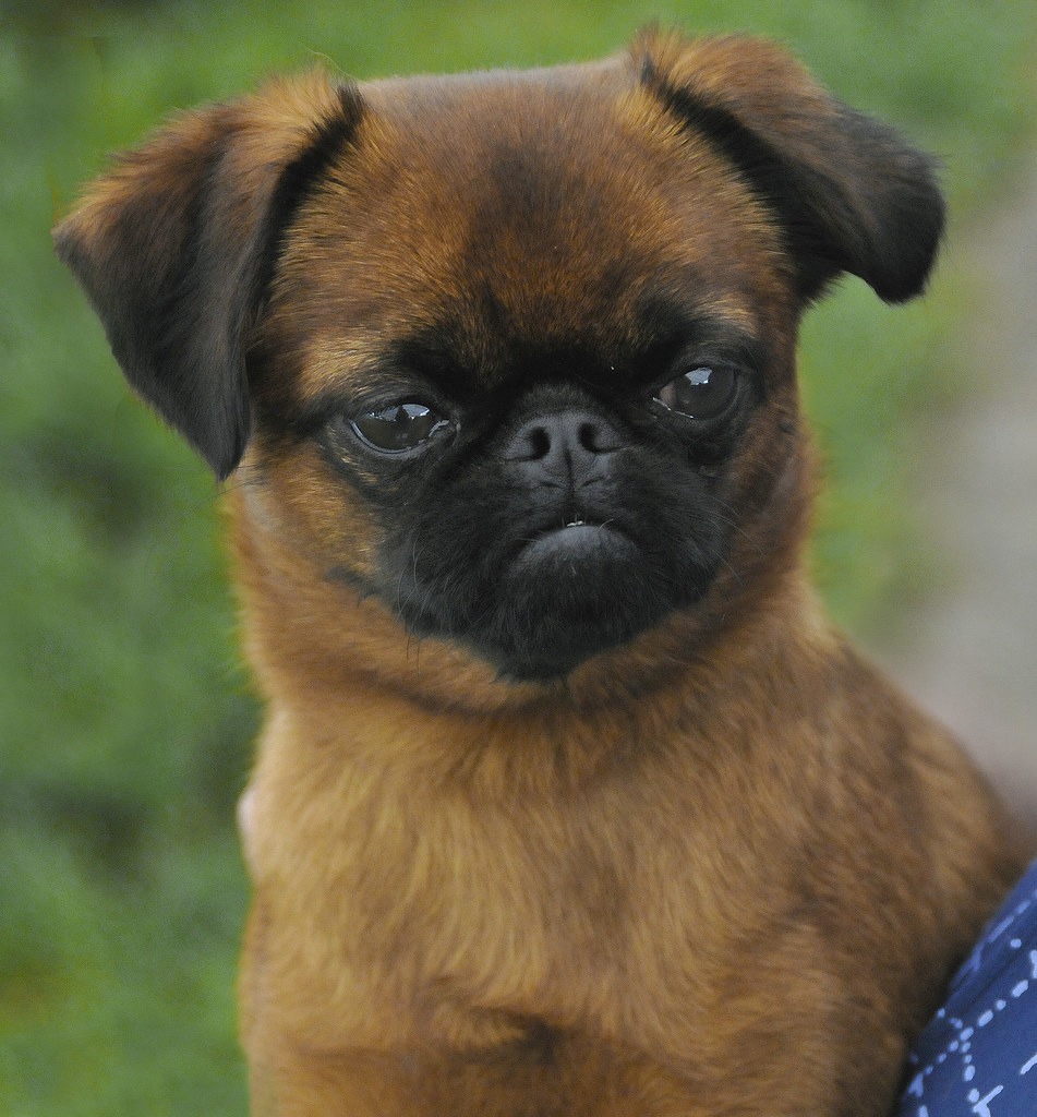 Brown Long Haired Pug