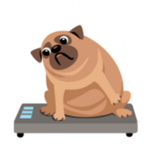 Overweight Pug