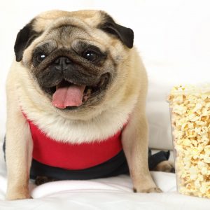 Popcorn Pug