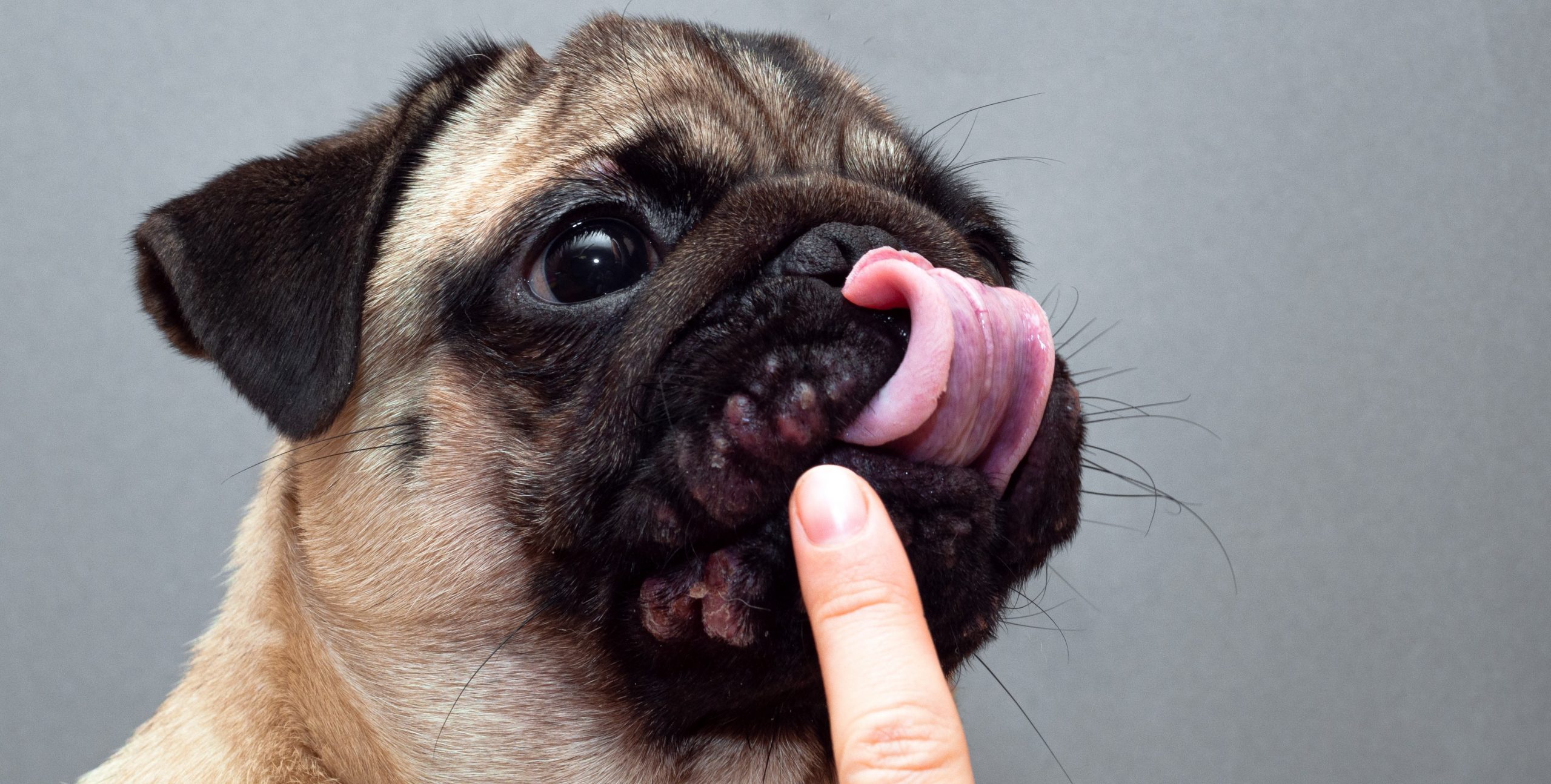 Best food for shop pugs with skin allergies