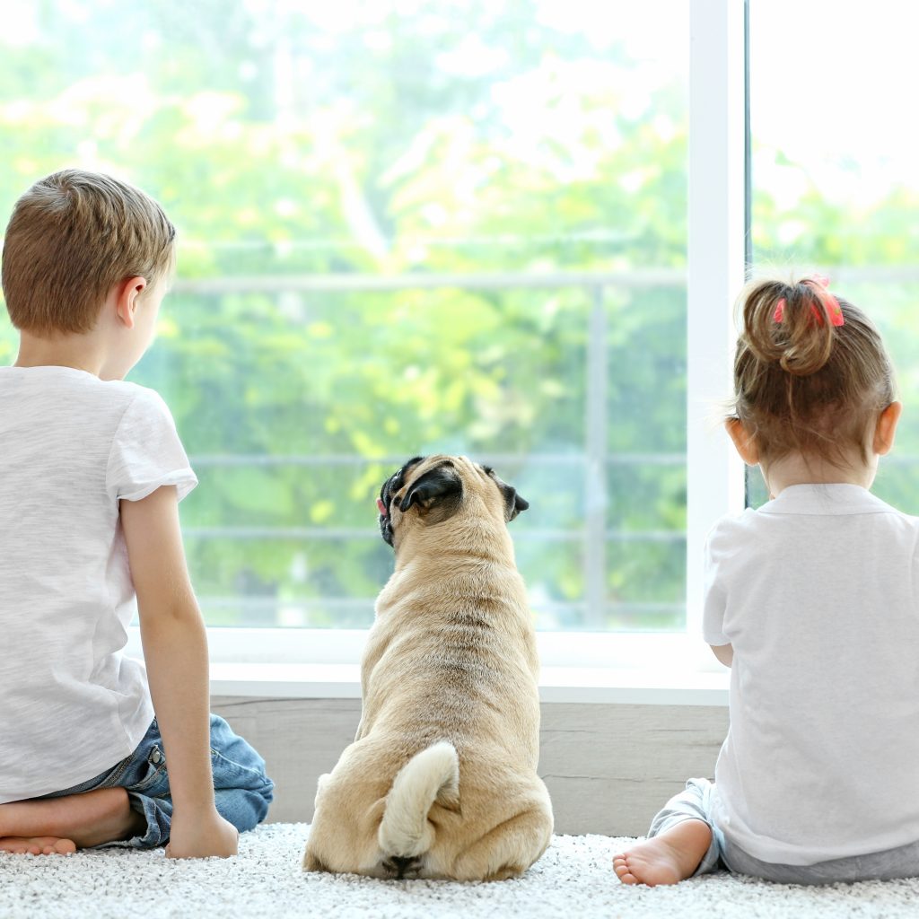 Pugs in Families