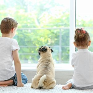 Pugs in Families