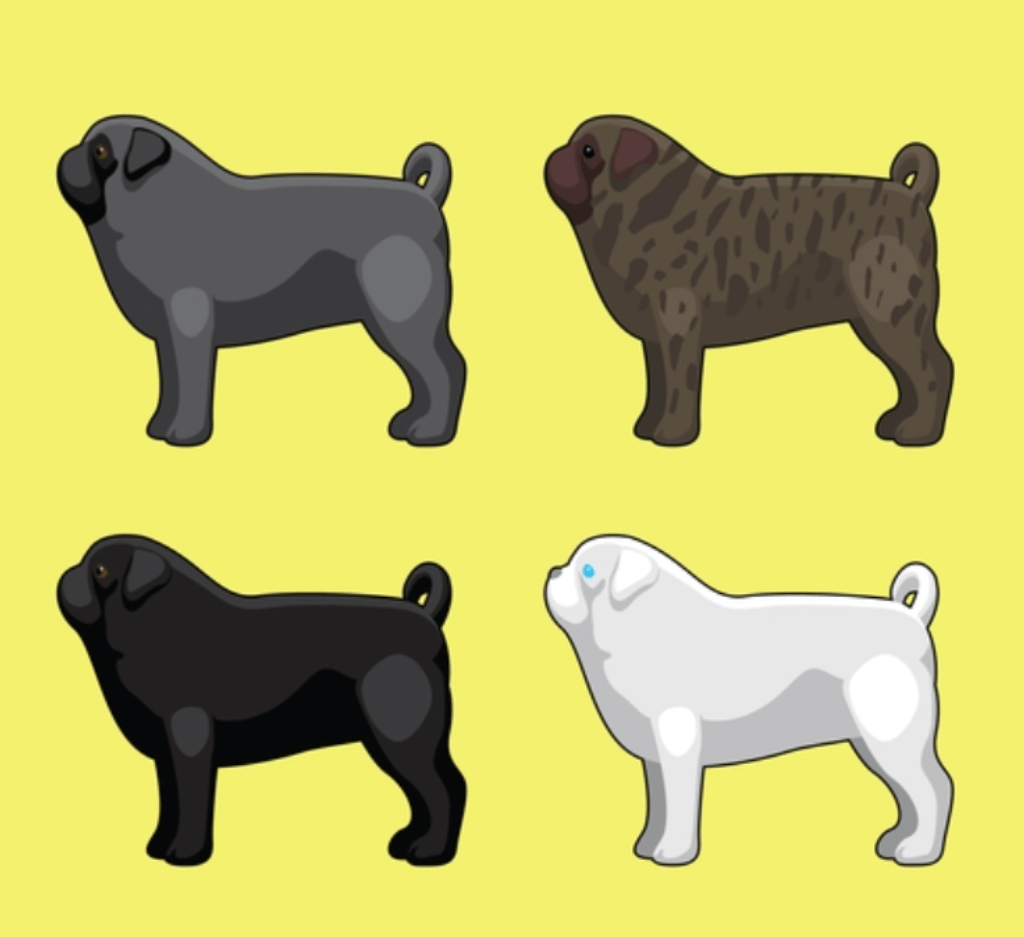 Pug Colors