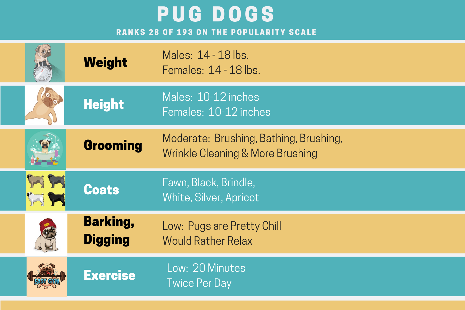 Pug Dog Information Kooky Pugs