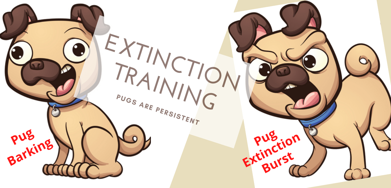 Pug Extinction Burst