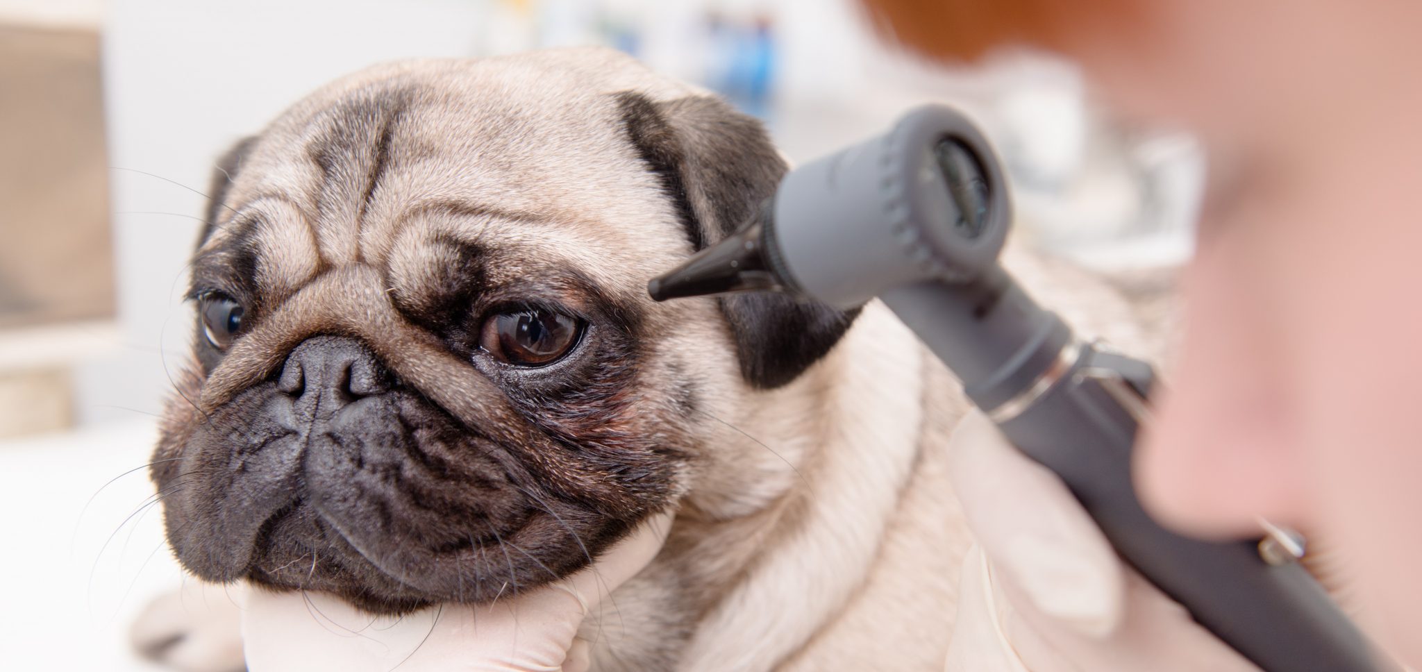 Pug Eye Problems And How To Treat Them Kooky Pugs