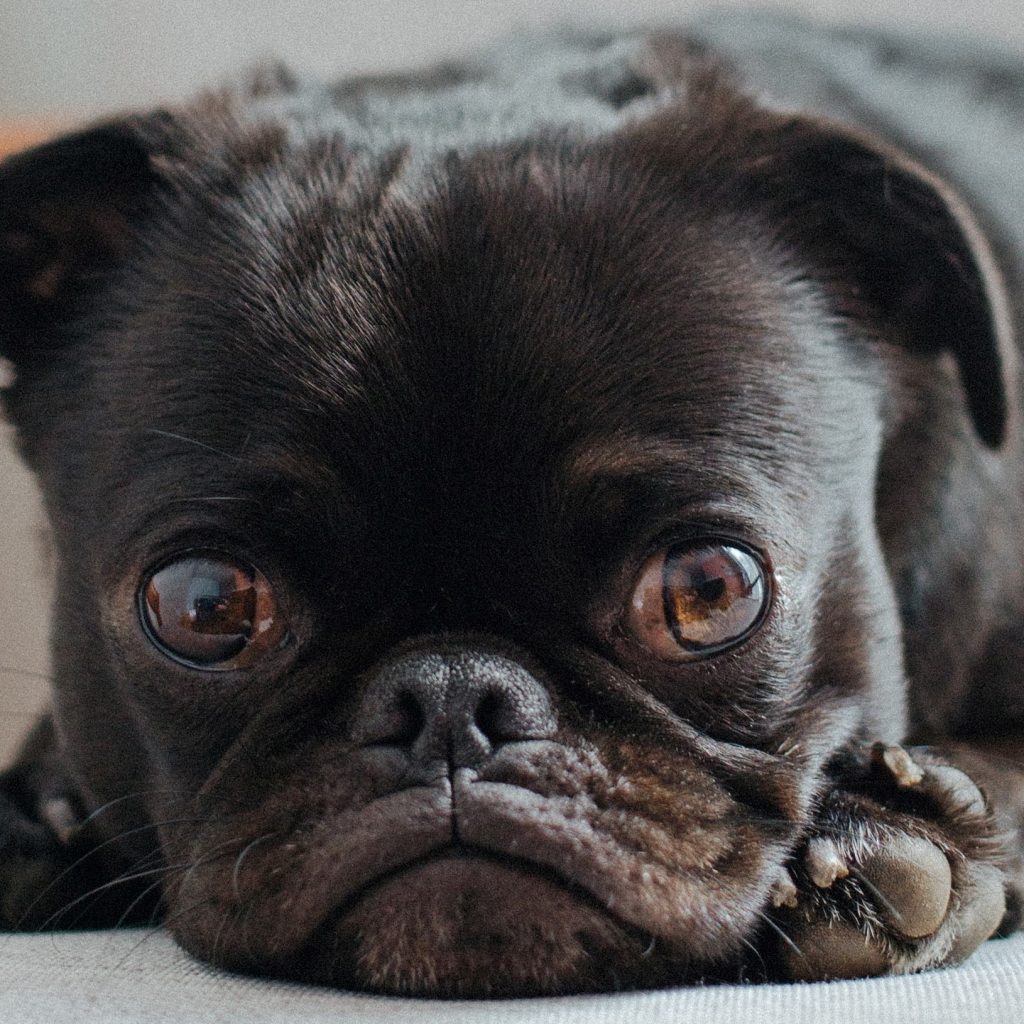 Pug Eyes Upclose