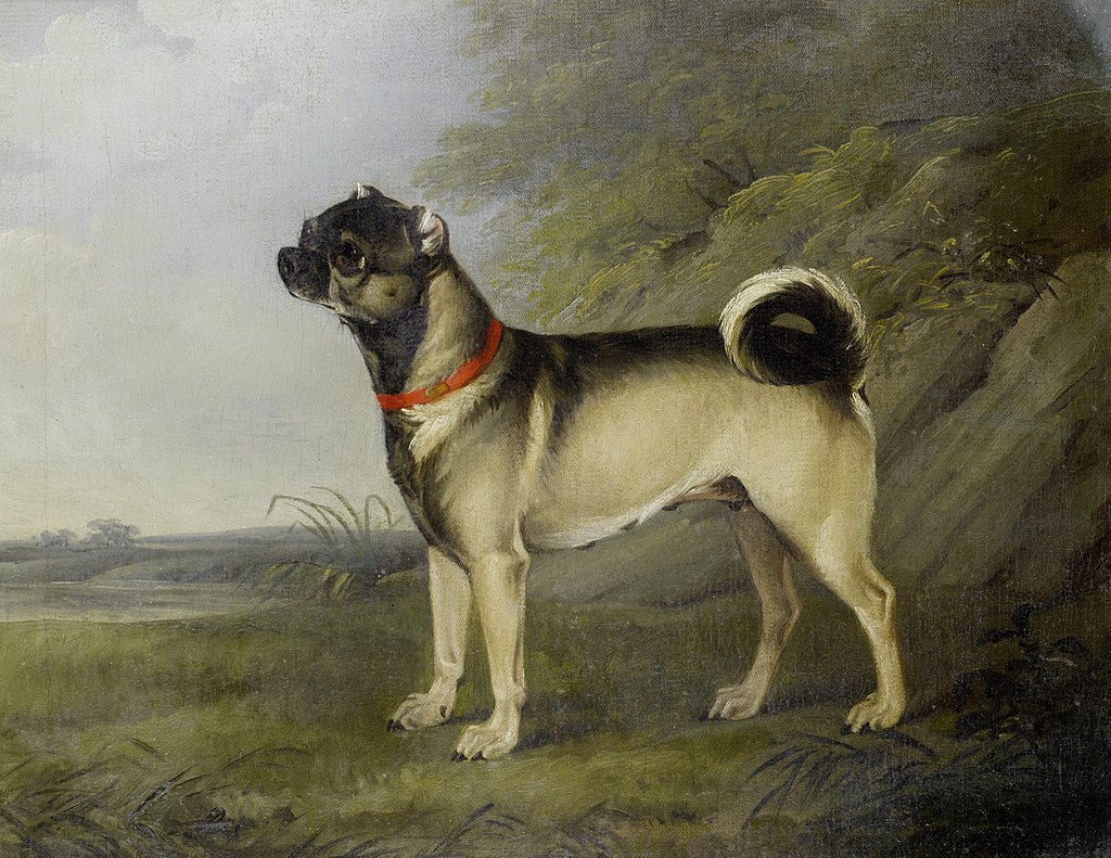 Pug History