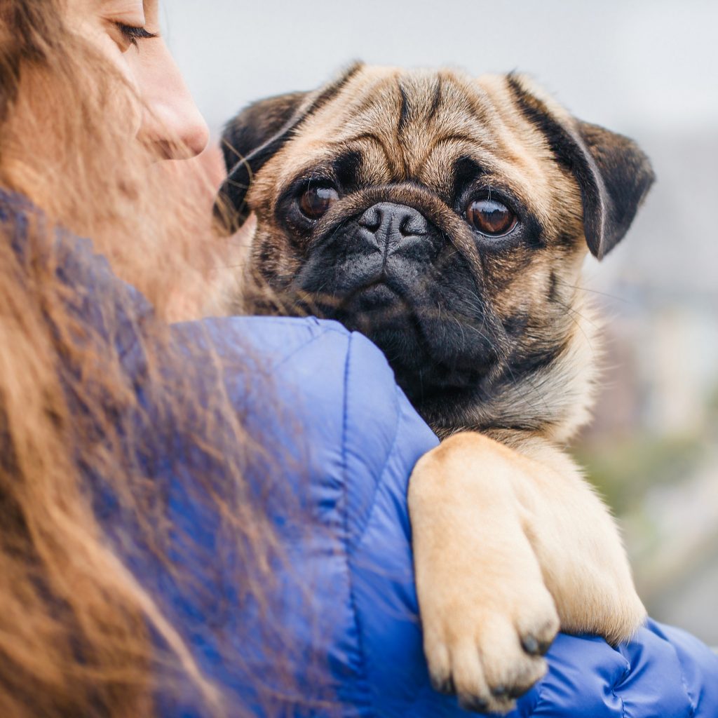 Hug a Pug