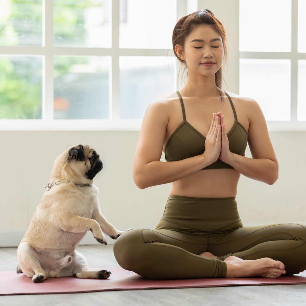 Pug Meditation
