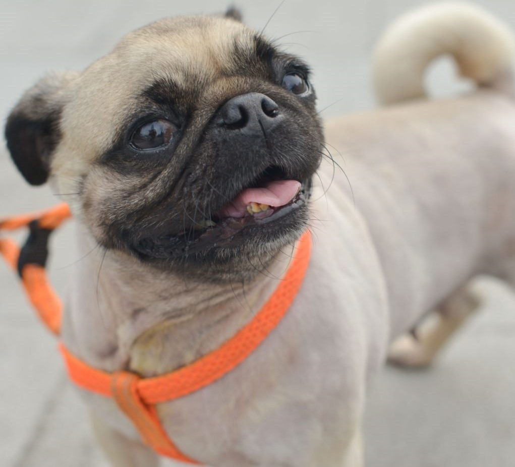 Pug Orange Harness