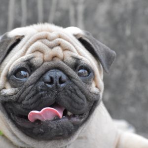 Pug Panting