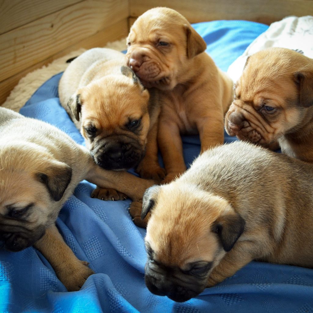 PugPuppiesinLiter Kooky Pugs