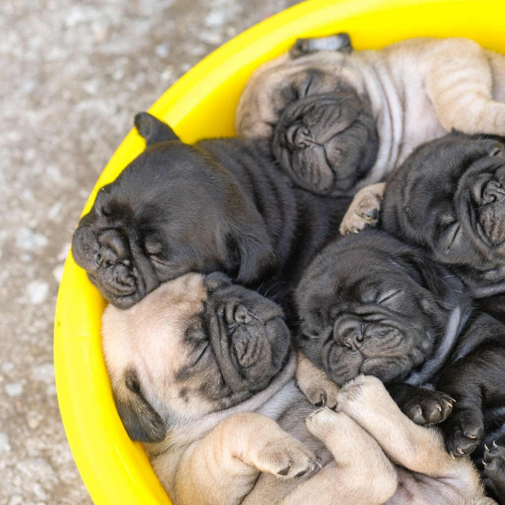 Pug Puppies in a Bowl
