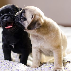 Pug Puppies on Bed