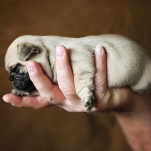 Pug Puppy in Hand