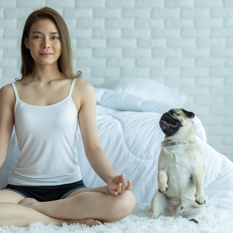 Pug Sitting Up