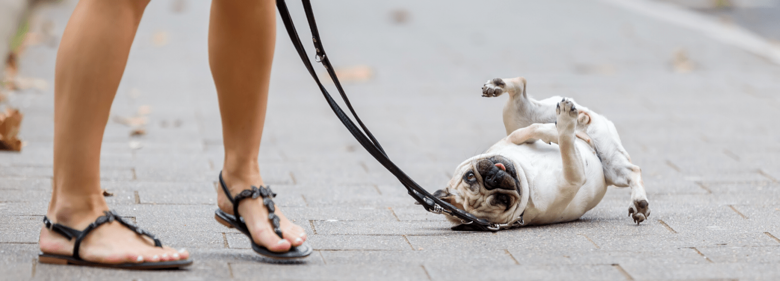 Pug Training