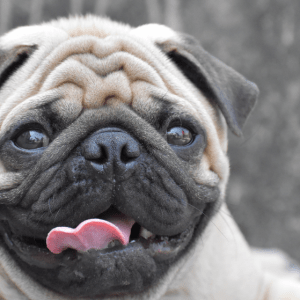 Pug Wrinkles