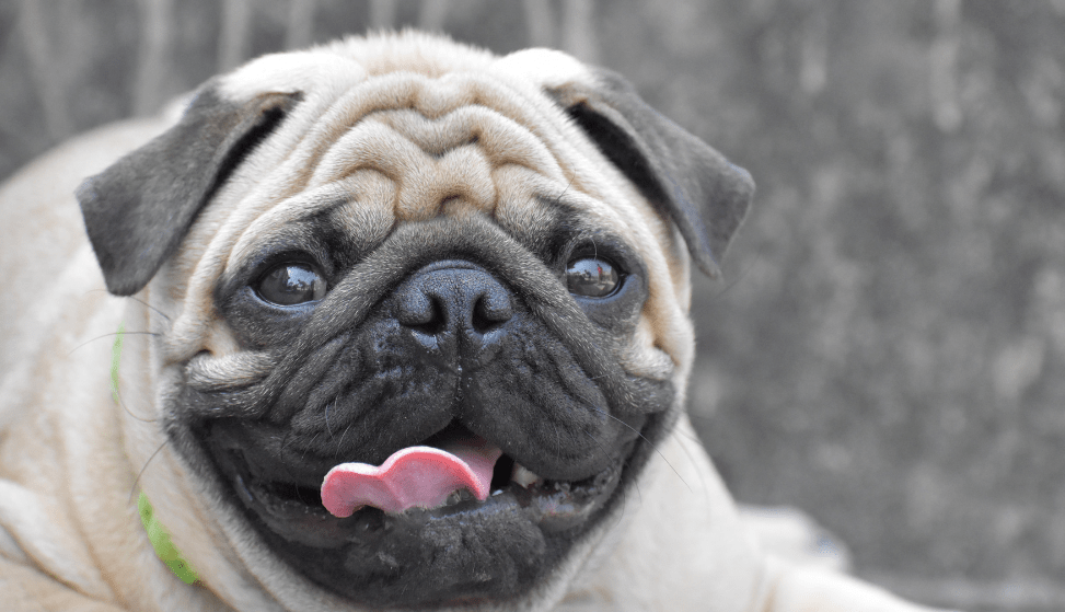 Pug Wrinkles