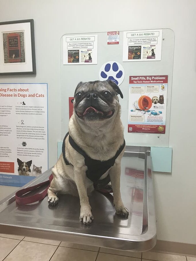 Pug at Vet 1 rotated