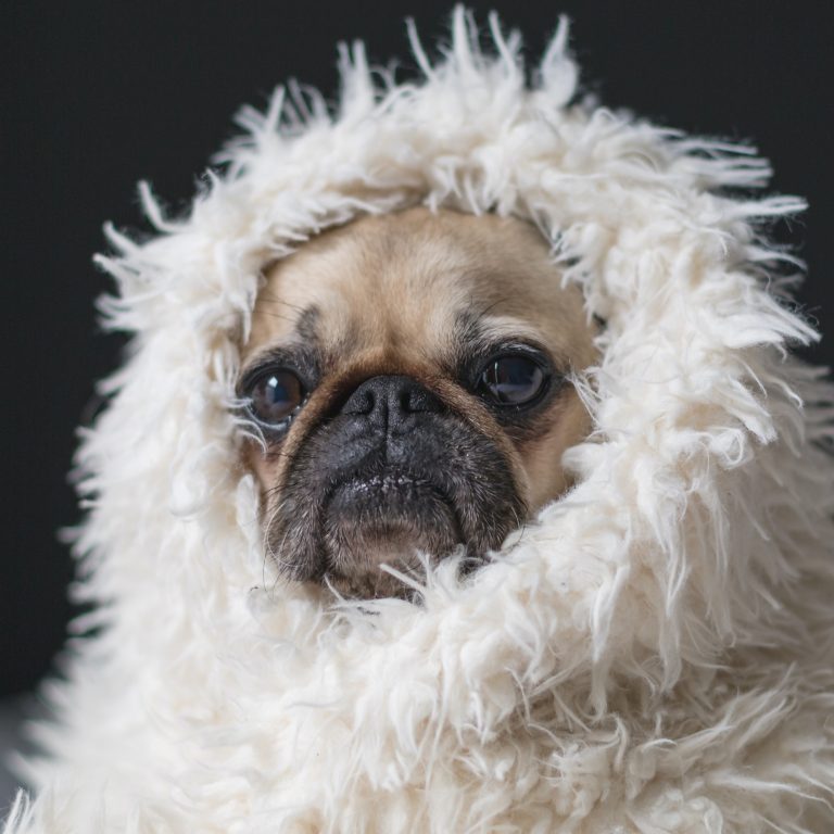 Pug in Blanket
