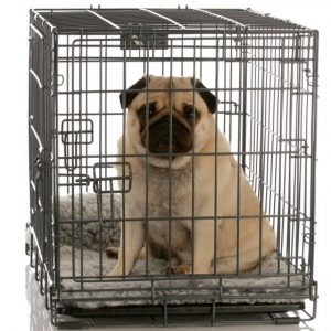 Pug in Crate 1