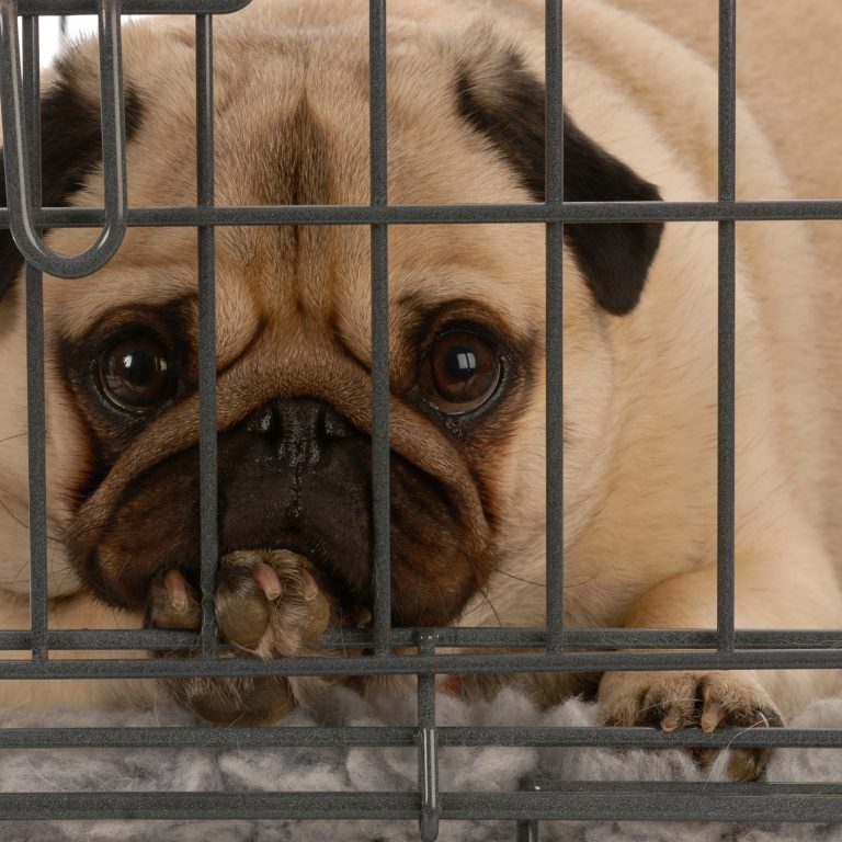 Pug In Crate Kooky Pugs