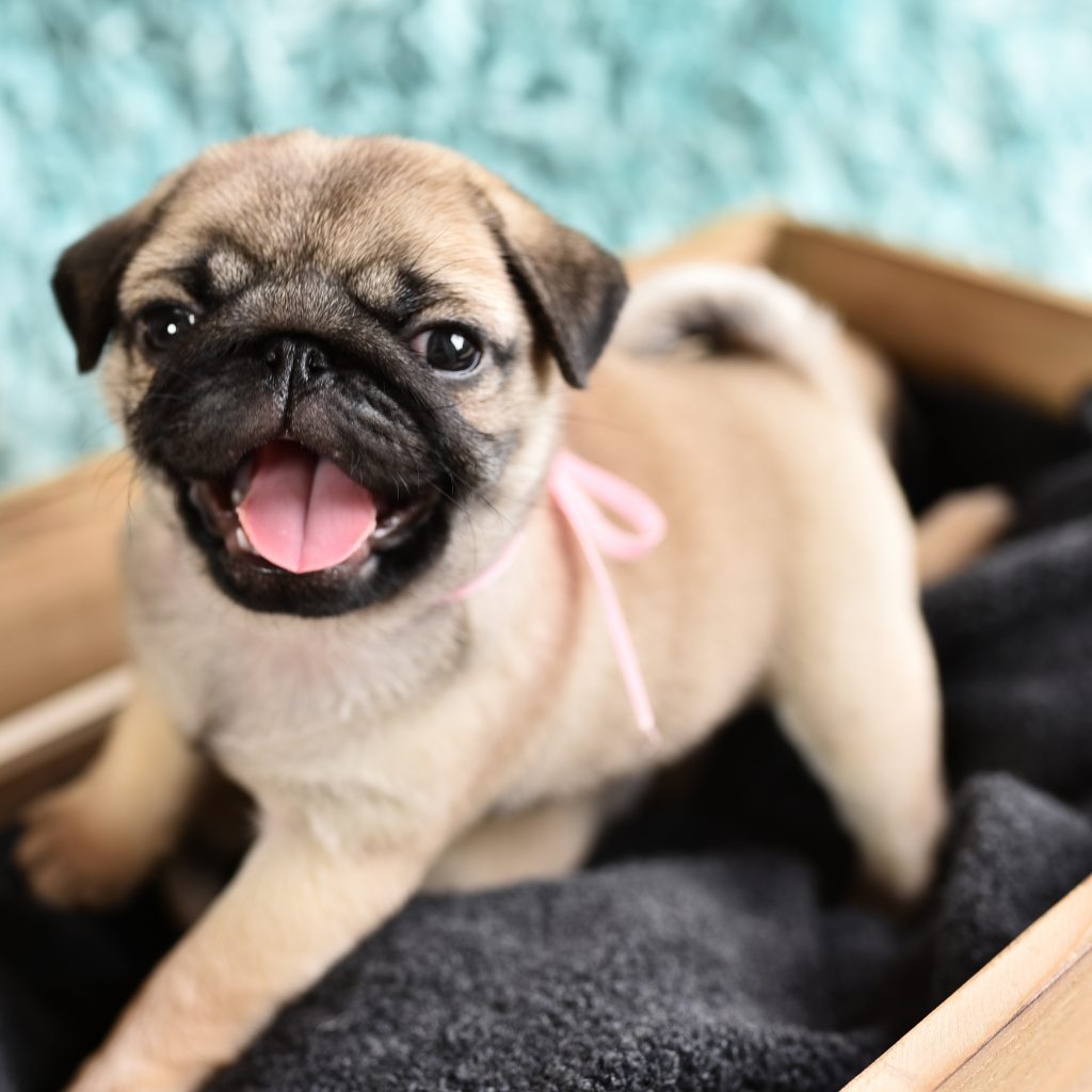 Pug in Drawer